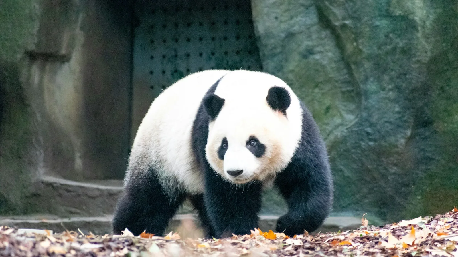 Jour 1 : la base des pandas géants et la cuisine du Sichuan